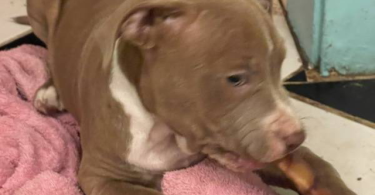 Cute American Staffordshire Terrier puppies