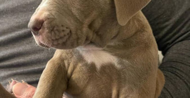 Cute American Staffordshire Terrier puppies