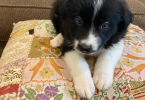 One female Border Collie puppy left