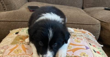 One female Border Collie puppy left