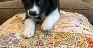 One female Border Collie puppy left