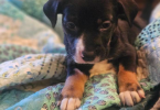 Pitbull Rottweiler cross
