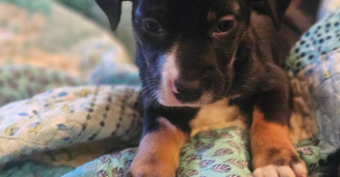 Pitbull Rottweiler cross