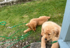 2 Golden Retriever puppies for sale