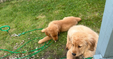 2 Golden Retriever puppies for sale
