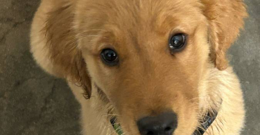 2 Golden Retriever puppies for sale