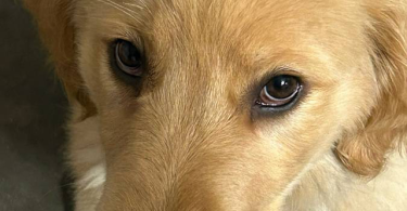 2 Golden Retriever puppies for sale
