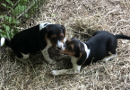 Purebred Beagle babies for sale