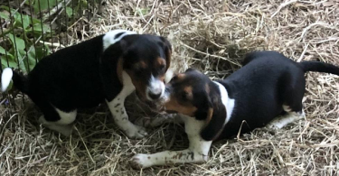 Purebred Beagle babies for sale
