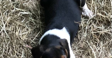 Purebred Beagle babies for sale