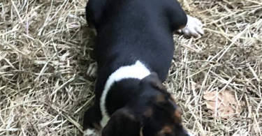 Purebred Beagle babies for sale