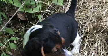 Purebred Beagle babies for sale