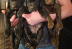 Labrador GSP mix puppies