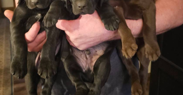 Labrador GSP mix puppies