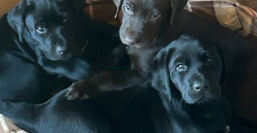 Labrador GSP mix puppies