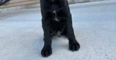 Labrador GSP mix puppies