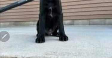 Labrador GSP mix puppies
