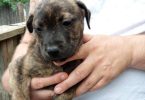 10 Labrabull puppies needing new homes