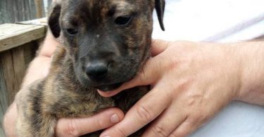 10 Labrabull puppies needing new homes