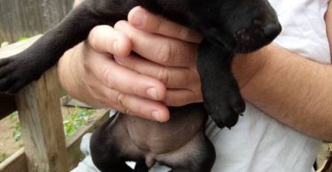 10 Labrabull puppies needing new homes