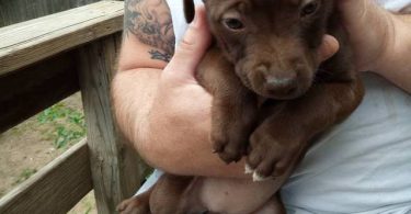 10 Labrabull puppies needing new homes