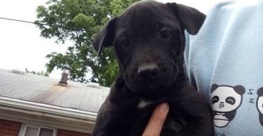 10 Labrabull puppies needing new homes