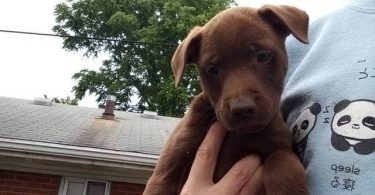 10 Labrabull puppies needing new homes