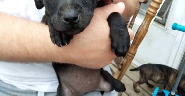 10 Labrabull puppies needing new homes