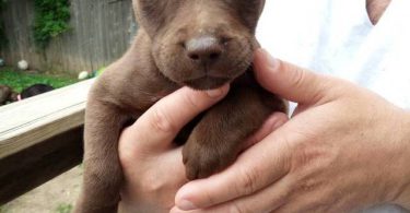 10 Labrabull puppies needing new homes