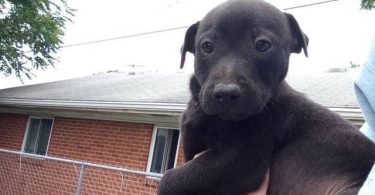 10 Labrabull puppies needing new homes