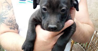 10 Labrabull puppies needing new homes