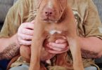 Purebred American Bullies