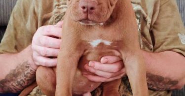 Purebred American Bullies