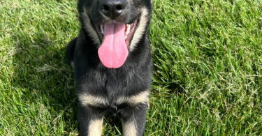 3 months old German shepherd puppy looking for a good home