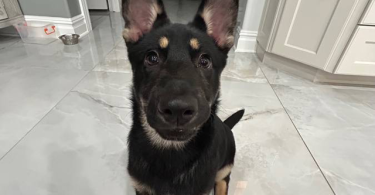 3 months old German shepherd puppy looking for a good home