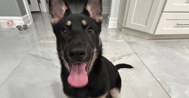 3 months old German shepherd puppy looking for a good home