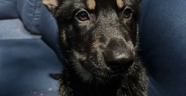 3 months old German shepherd puppy looking for a good home