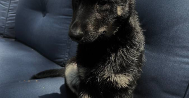 3 months old German shepherd puppy looking for a good home