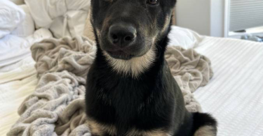 3 months old German shepherd puppy looking for a good home