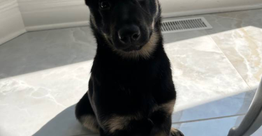 3 months old German shepherd puppy looking for a good home