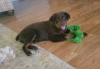 AKC Mini Australian Shepherd puppy