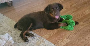AKC Mini Australian Shepherd puppy