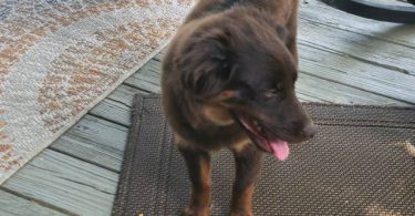 AKC Mini Australian Shepherd puppy