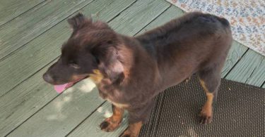 AKC Mini Australian Shepherd puppy