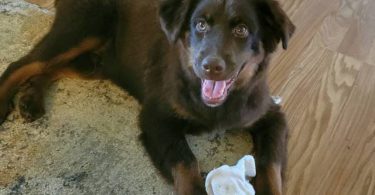 AKC Mini Australian Shepherd puppy