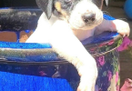 Rat terrier puppies for sale