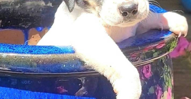 Rat terrier puppies for sale