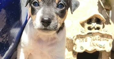 Rat terrier puppies for sale