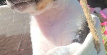 Rat terrier puppies for sale
