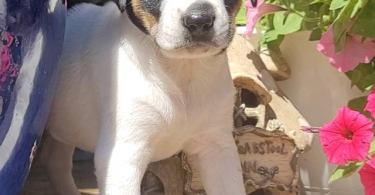 Rat terrier puppies for sale
